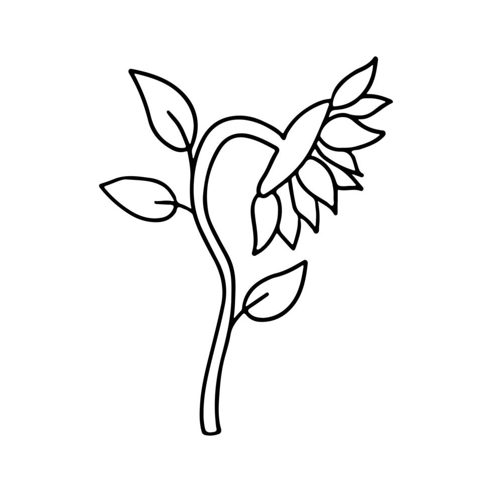 Sunflower. Hand drawn doodle style. Vector illustration isolated on white. Coloring page.