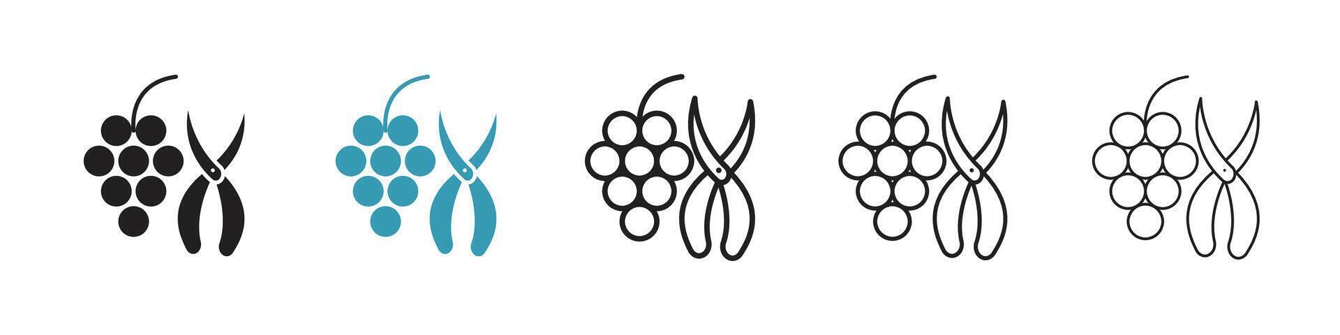 Pruning grape icon vector