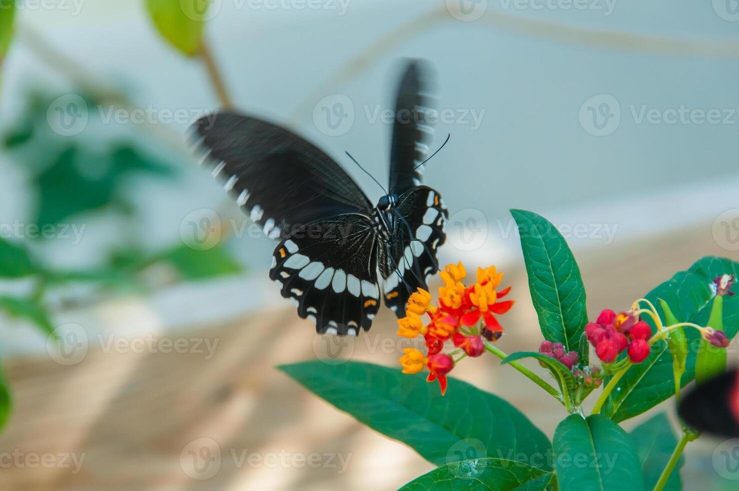 el belleza de el colores y modelo de un mariposa foto