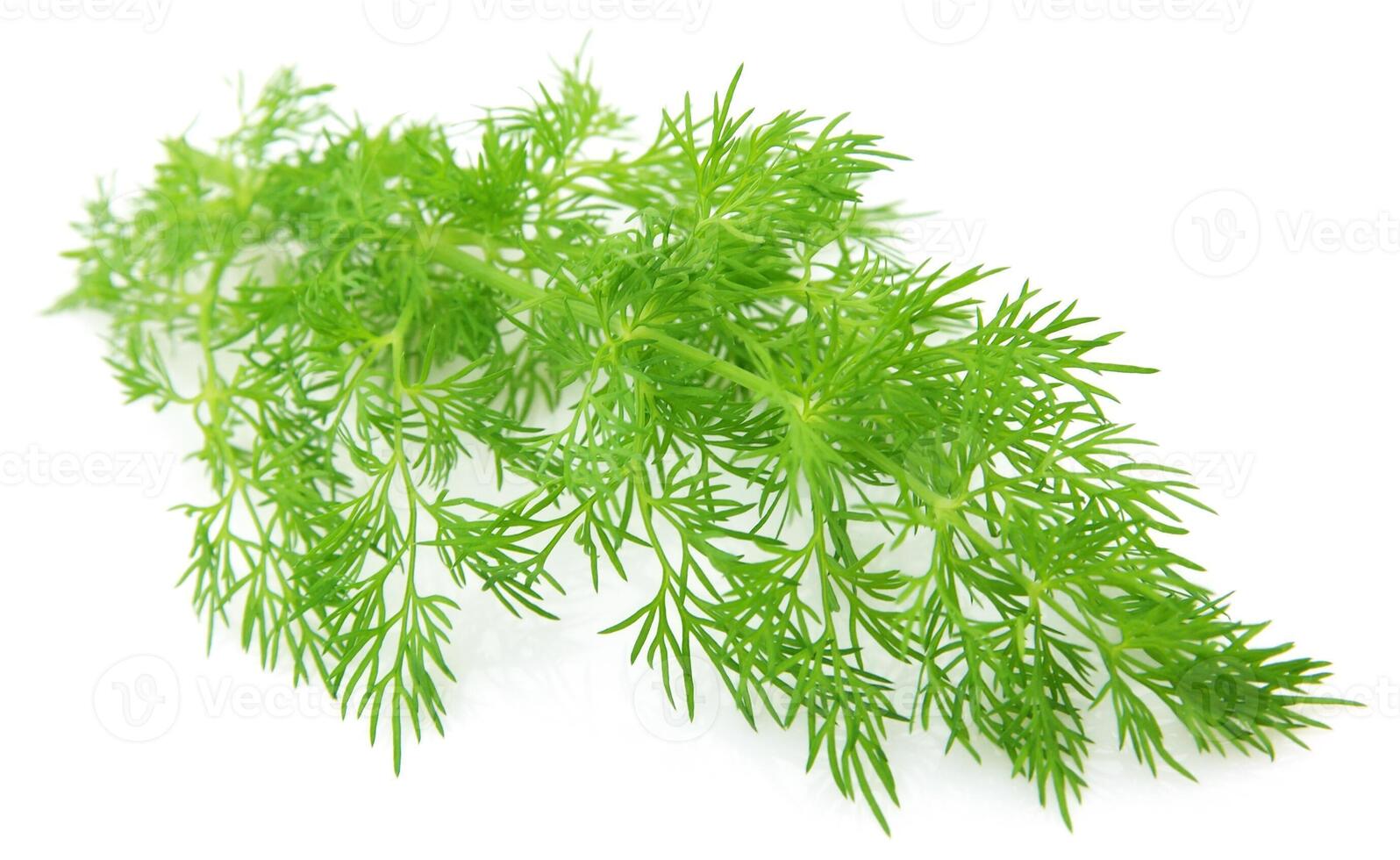 Dill closeup on white backgrounds photo