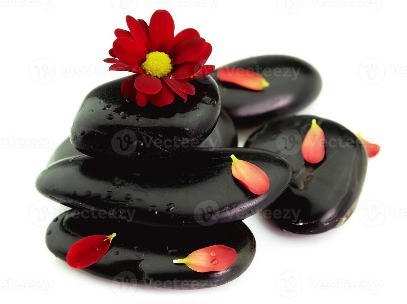 Chrysanthemum petals on stones photo