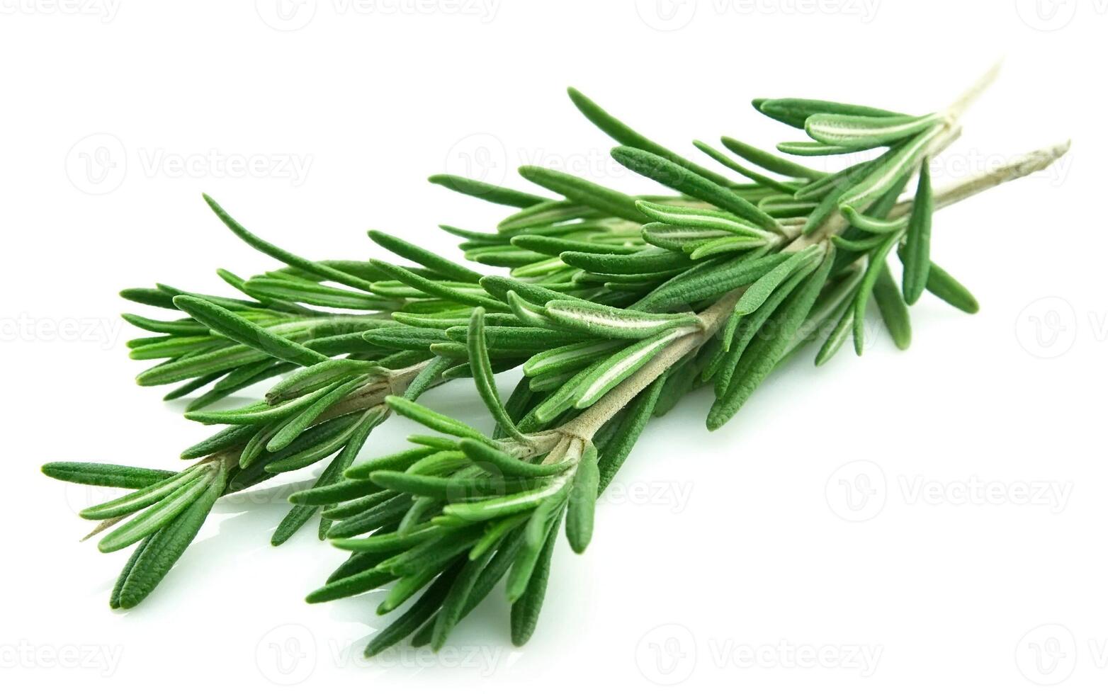 Twig of rosemary photo