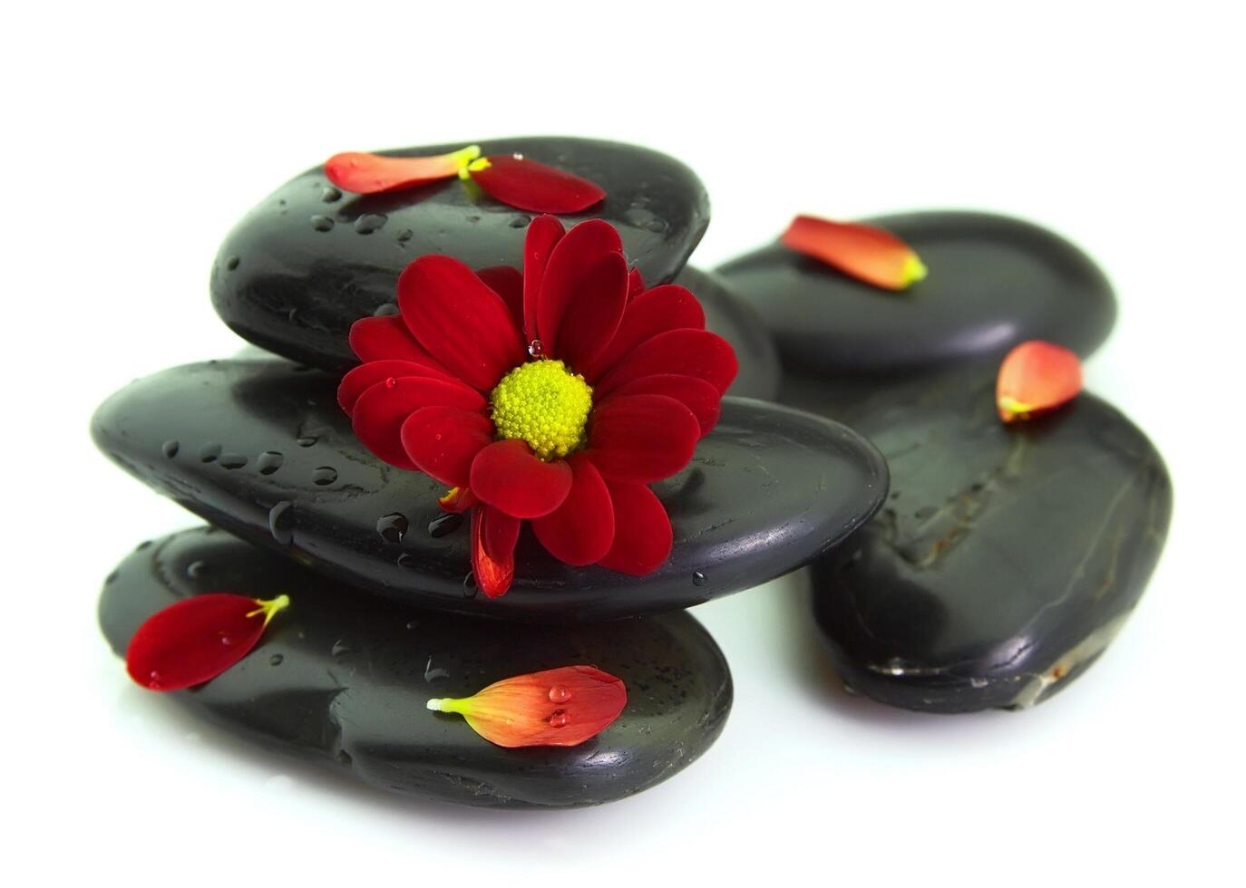 Chrysanthemum petals on stones photo