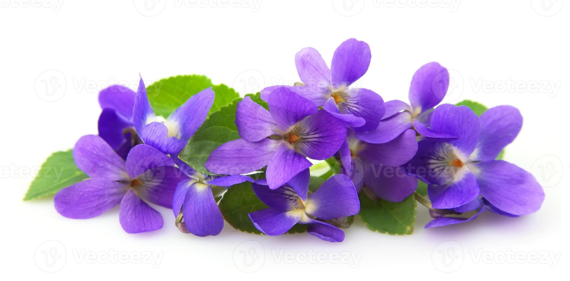 violetas flores en blanco antecedentes foto