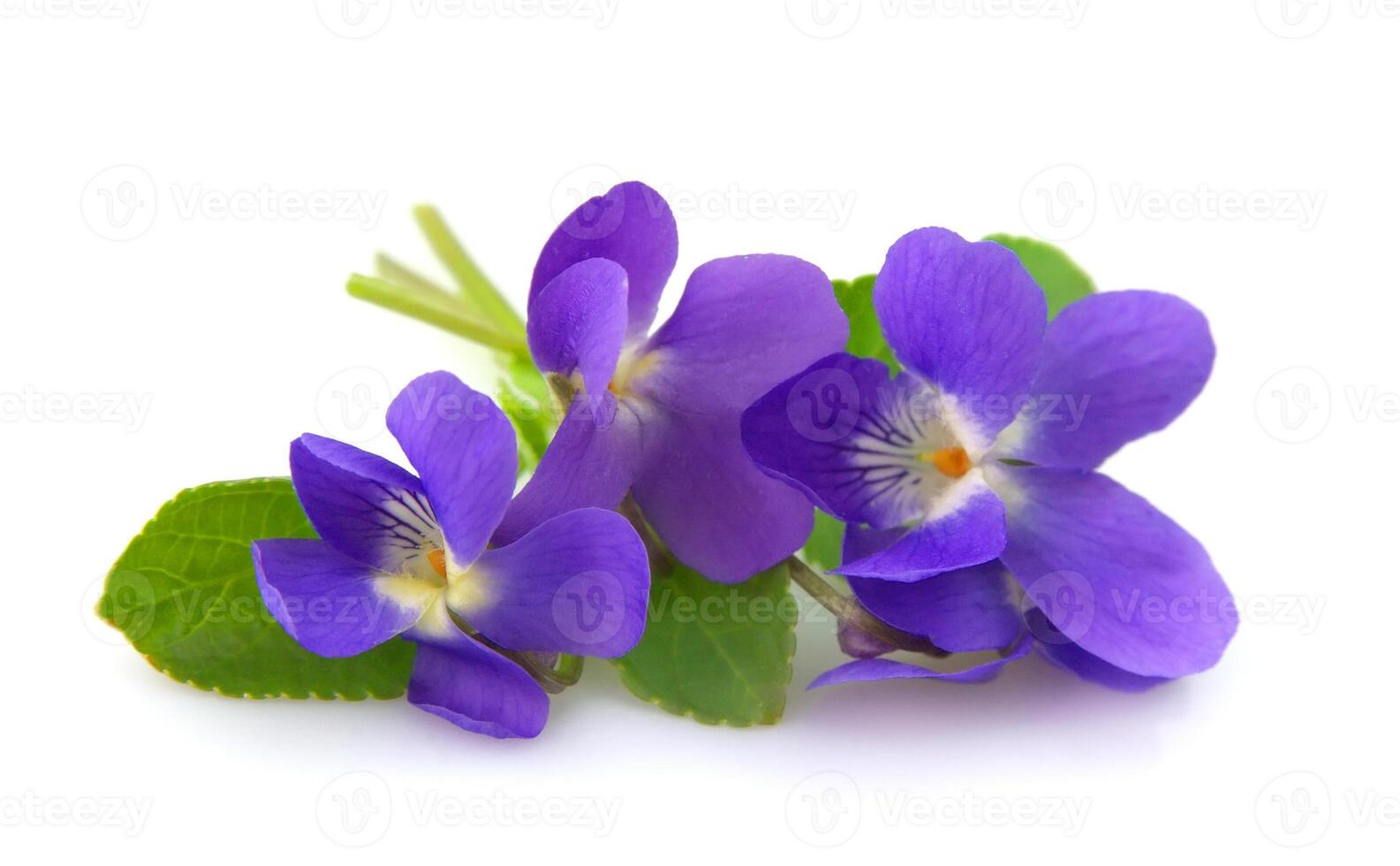 Wild spring violets photo