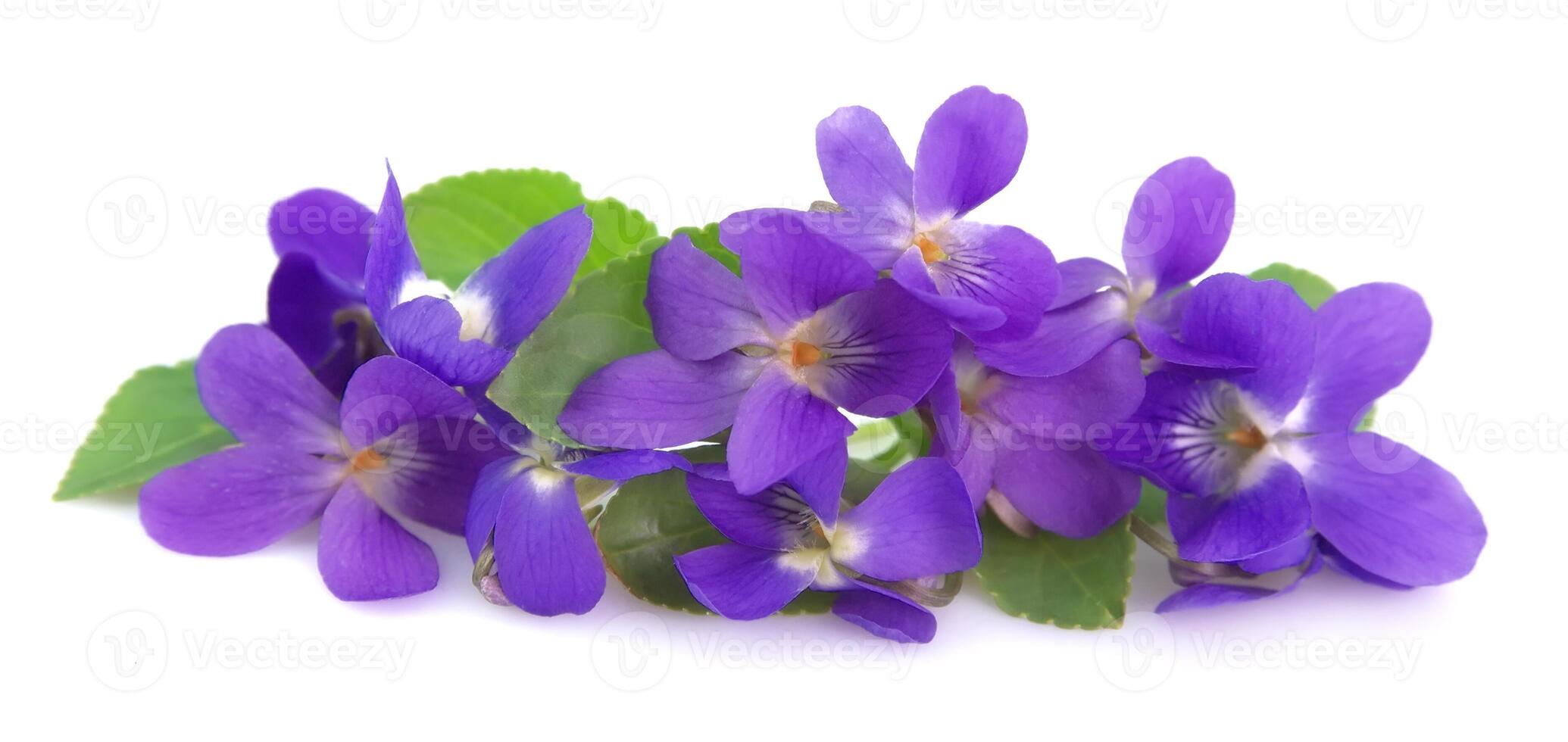 Wild spring violets photo