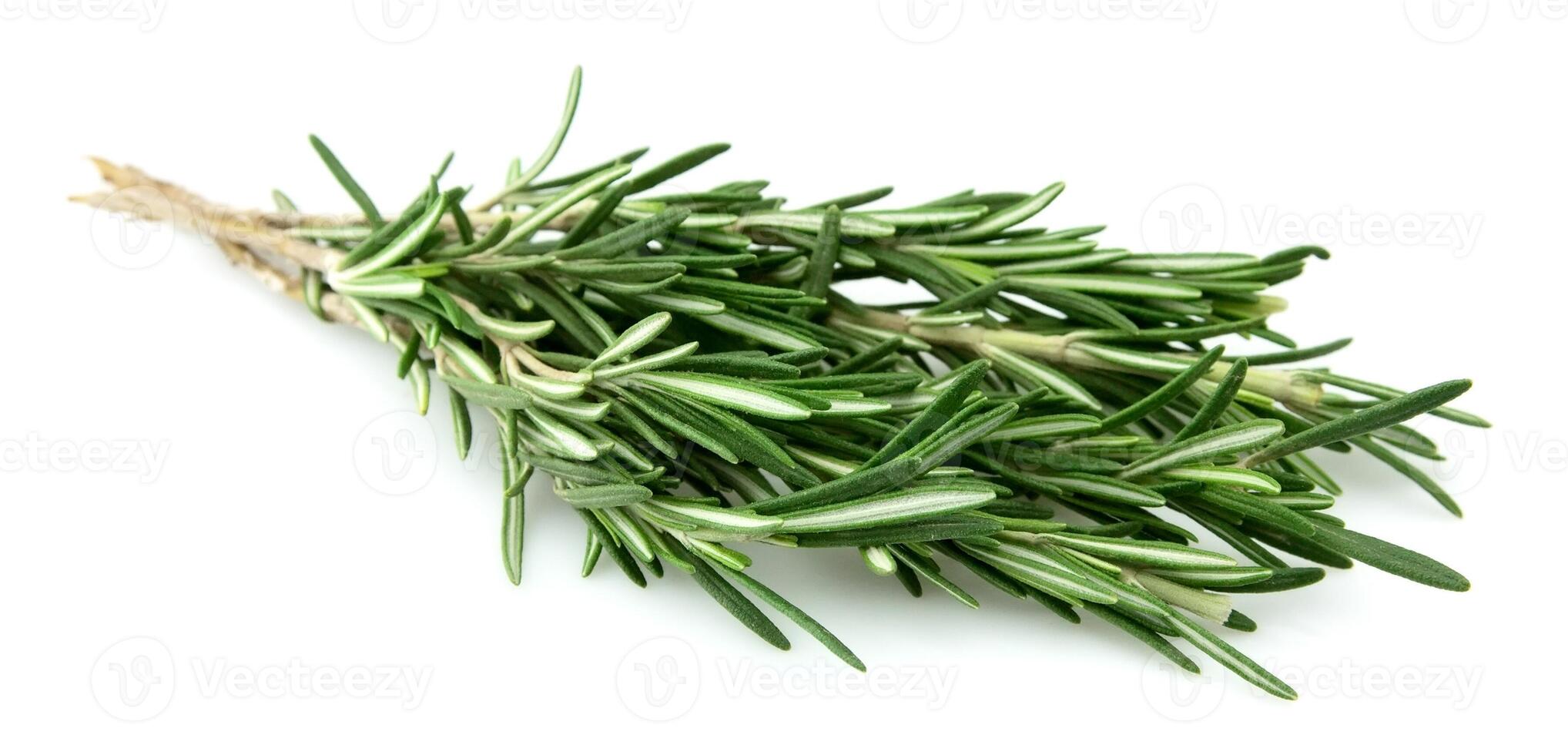 Twig of rosemary photo