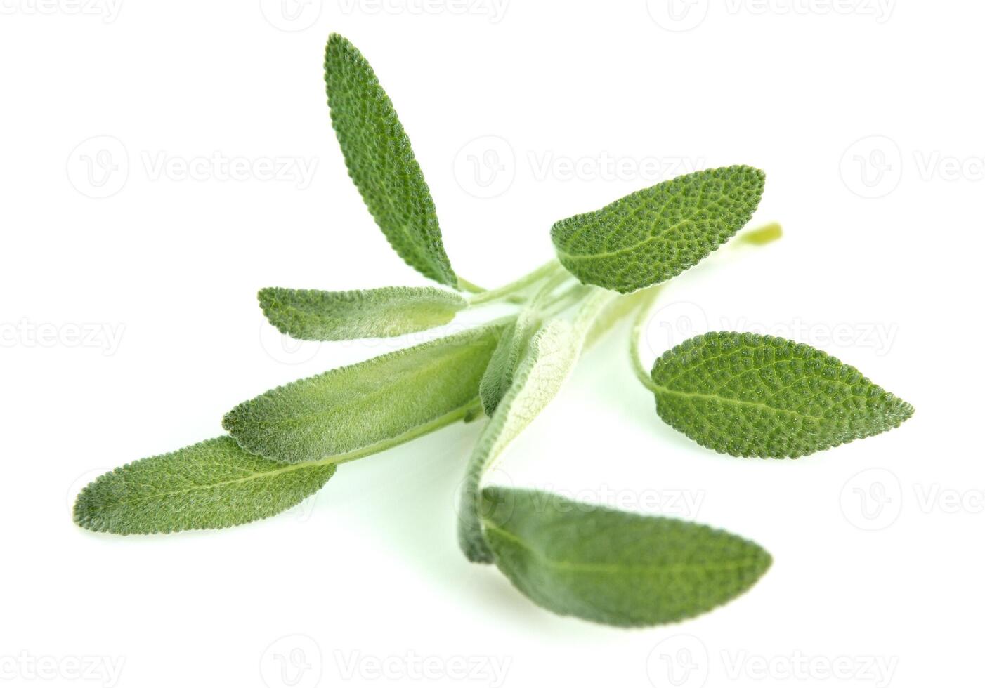 Sage leaves on white backgrounds photo