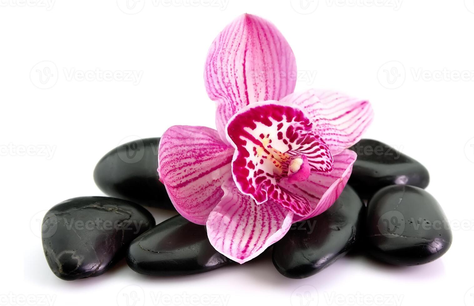 orchid flower on the stone photo