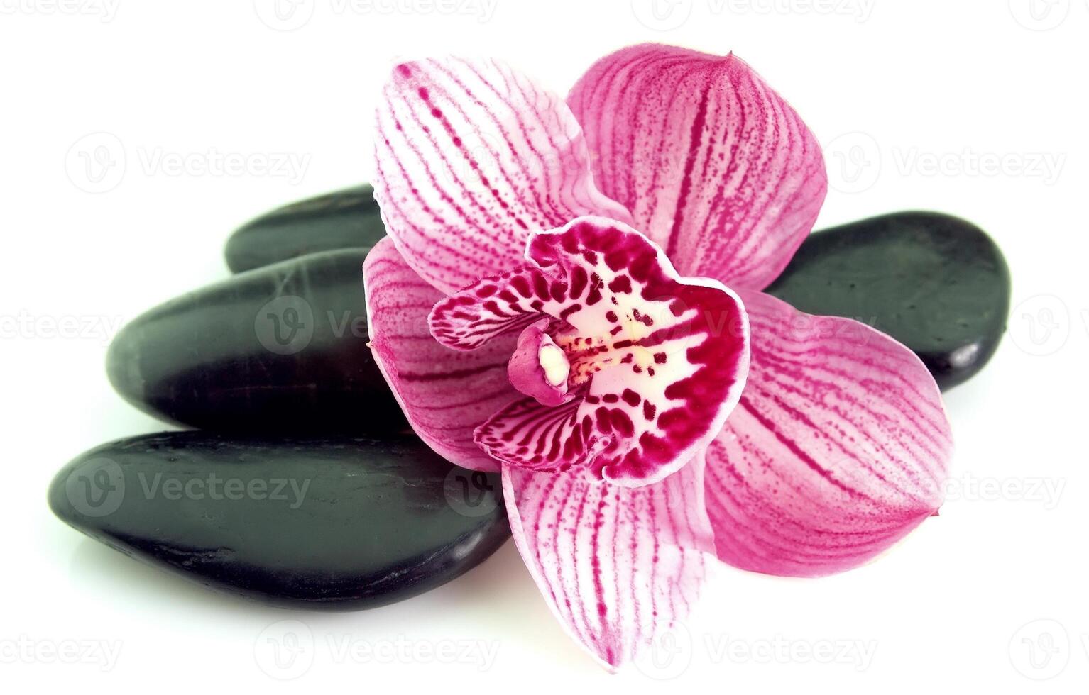stones and orchid photo