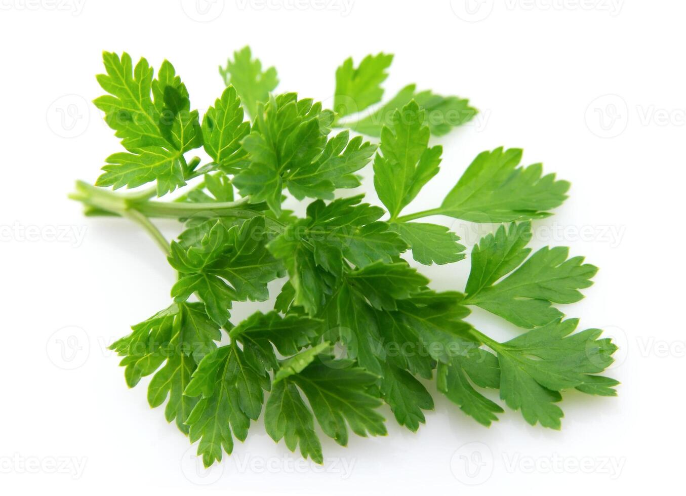 Fresh parsley on white backgrounds photo