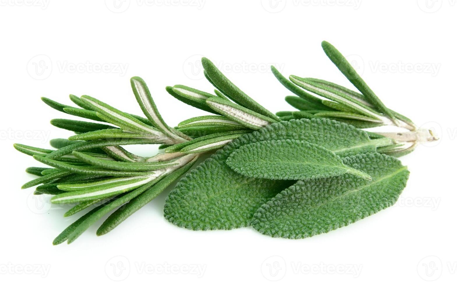 Sage and rosemary photo