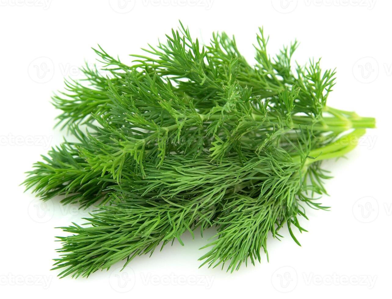 Dill closeup on white backgrounds photo