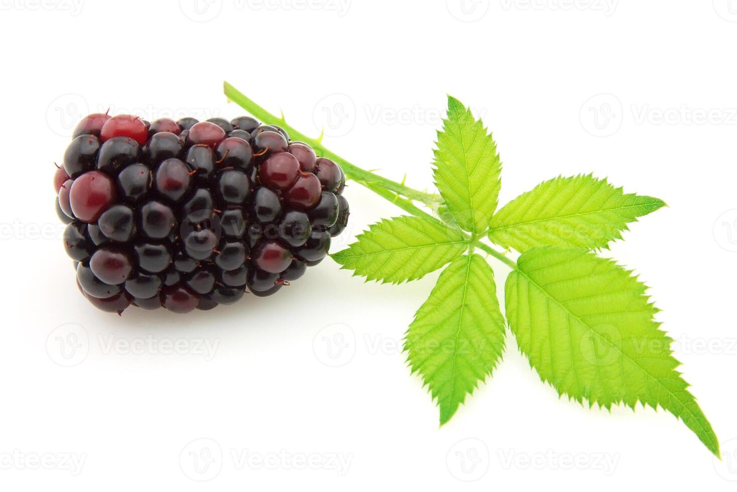 Ripe blackberry on white backgrounds photo