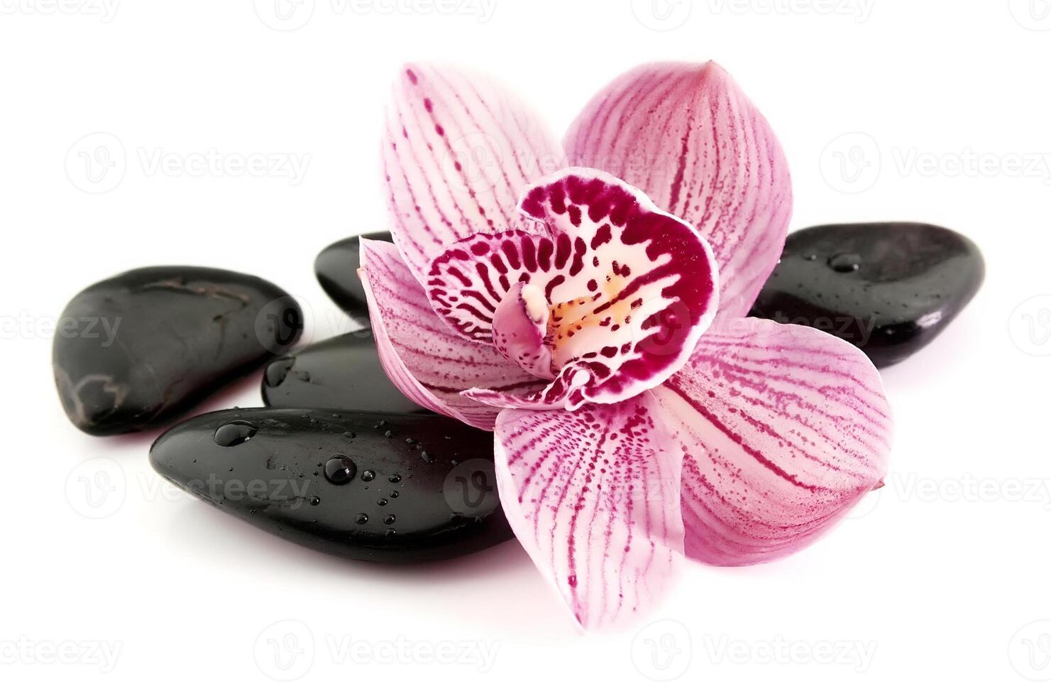 stones with orchid on white backgrounds photo