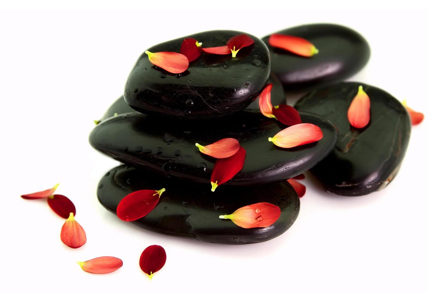 Chrysanthemum petals on stones photo