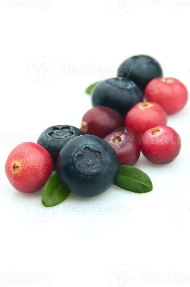 Bilberry and cranberry photo