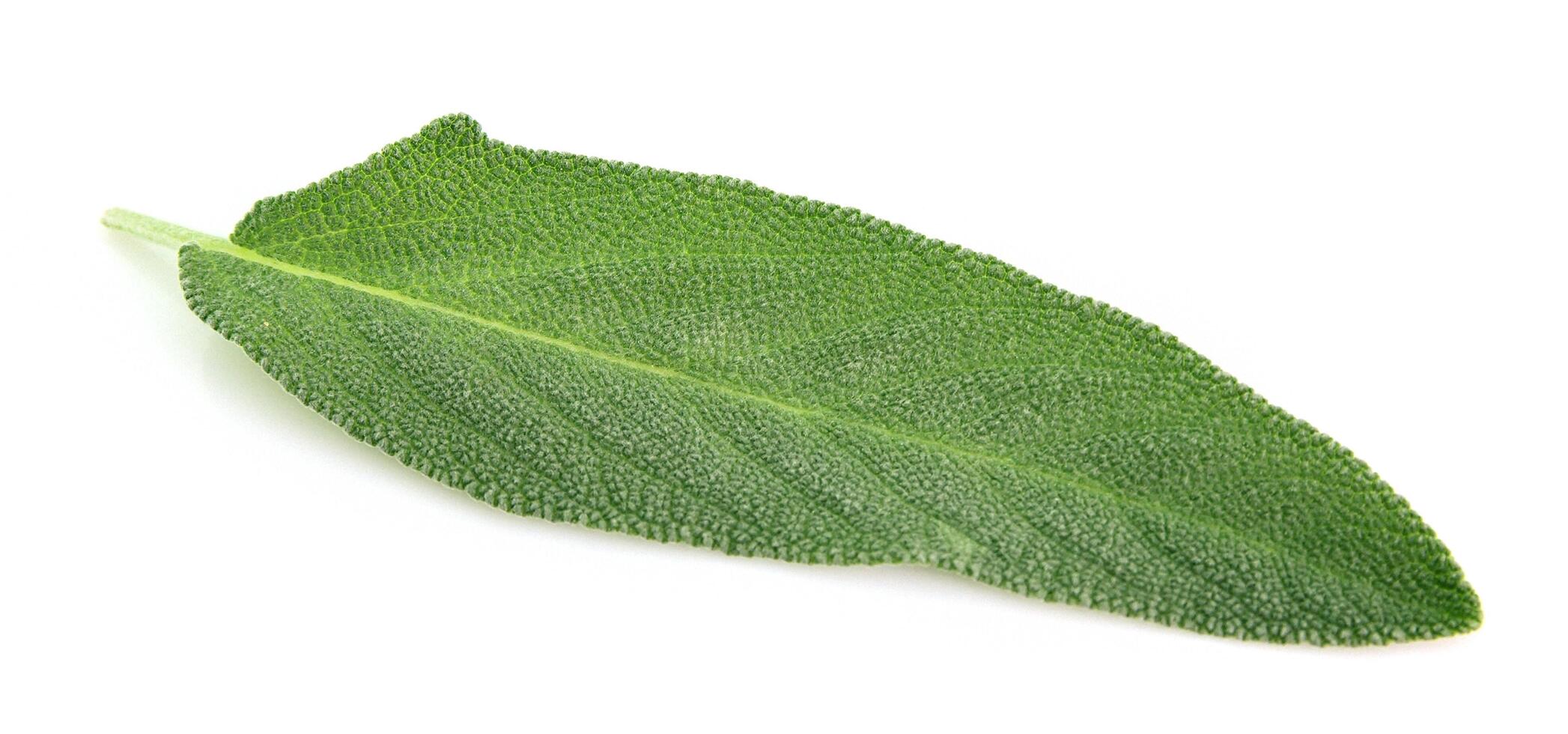 Sage leaves on white backgrounds photo