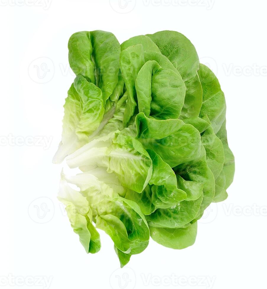 Lettuce salad isolated photo