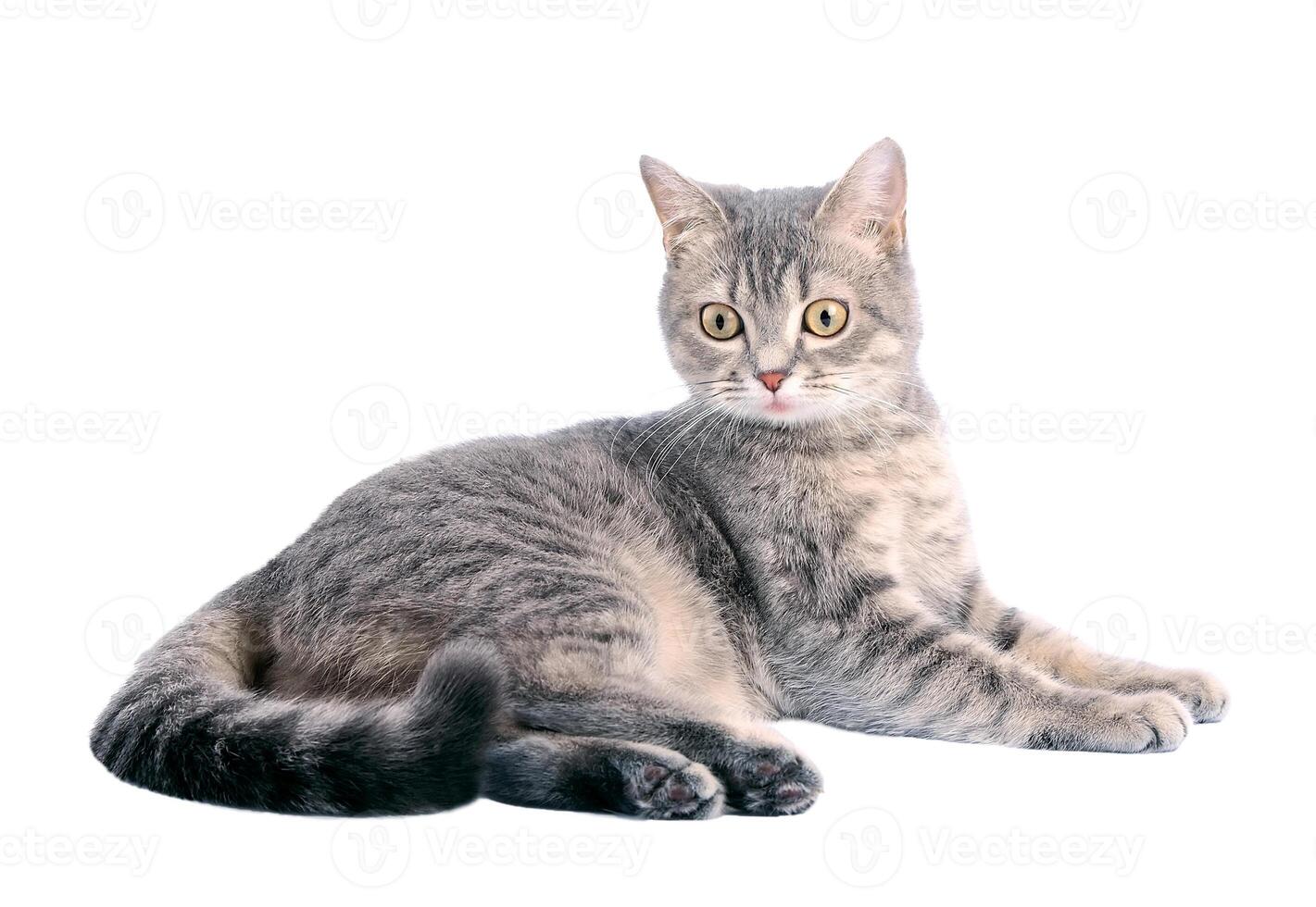 Grey cat. Surprised look. photo