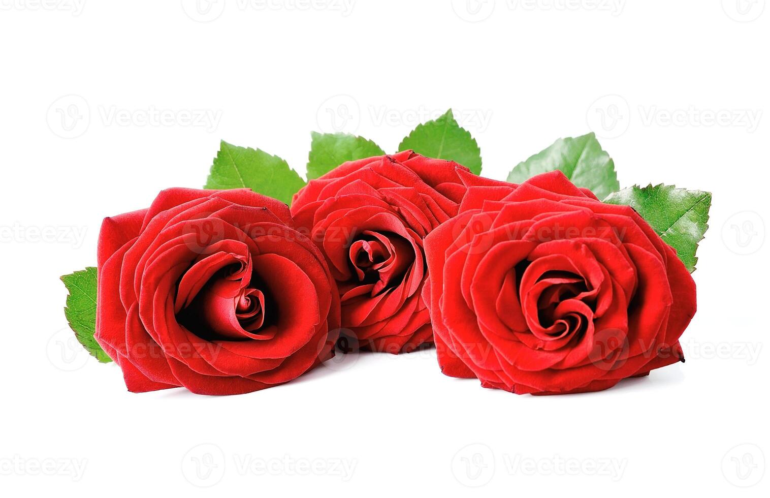 Red rose with leaves photo