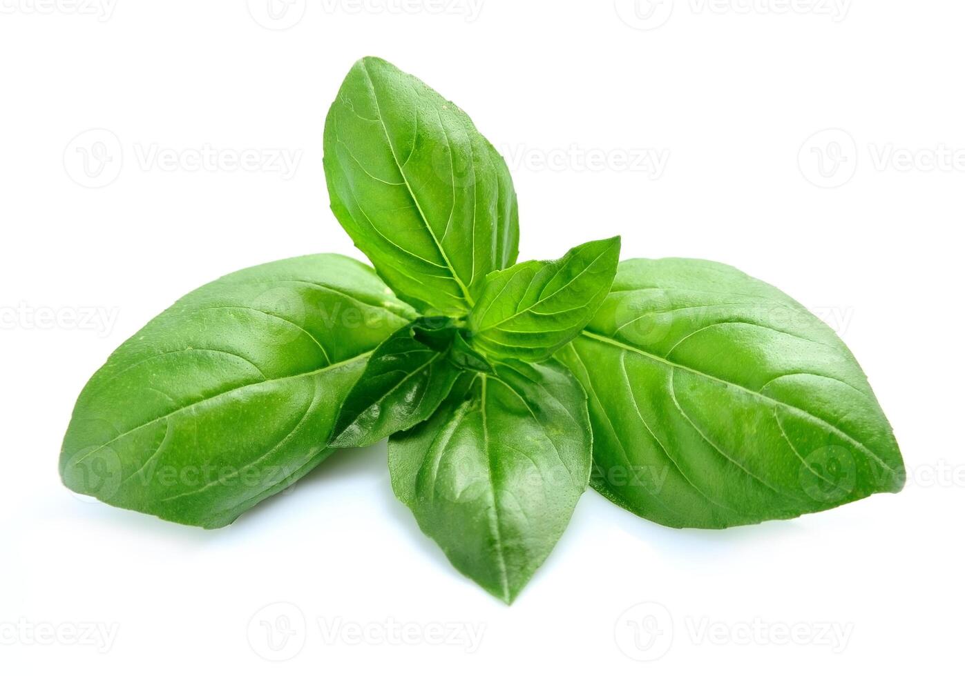 Fresh basil leaves photo