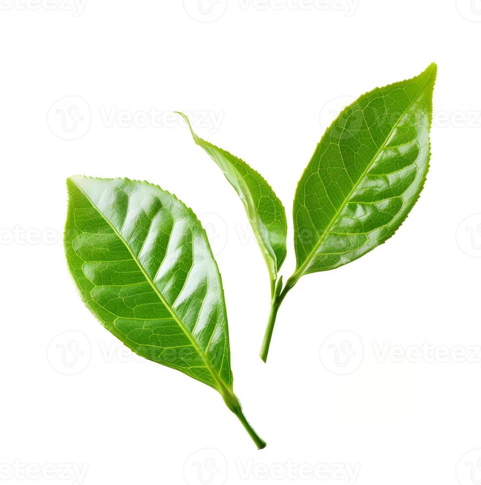 AI generated Green tea leafs on white backgrounds. photo