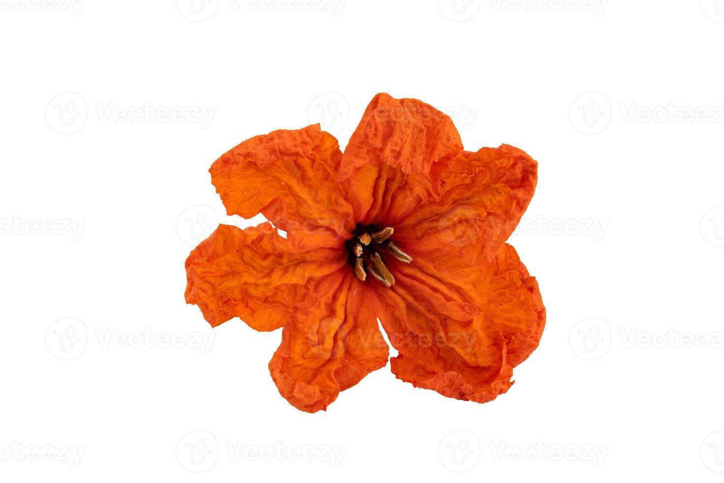 Close up of claudia flower isolated on white background with clipping path photo