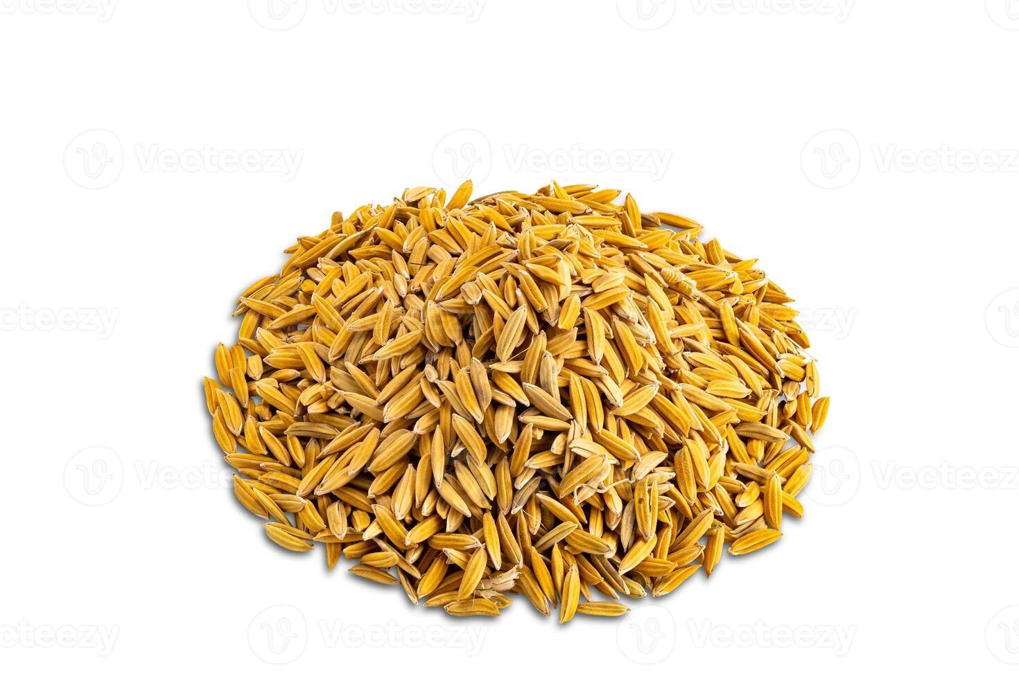 High angle view closeup pile of paddy rice isolated on white background with clipping path. photo