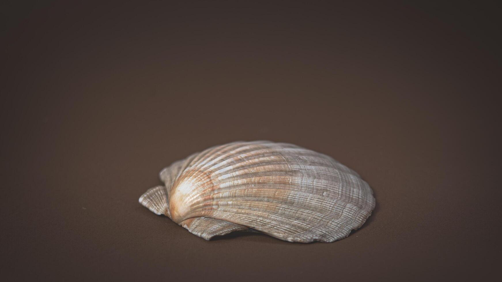 Large seashell on a brown background. Cinematic photo