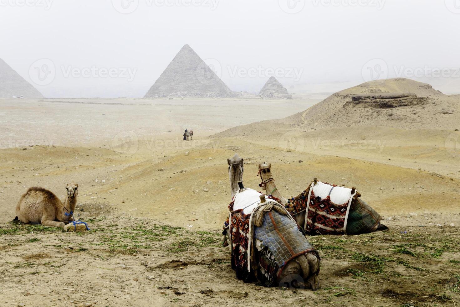 Harnessed riding camels resting on the sand dune in desert with pyramid of Giza in the background, Giza, Egypt.. photo