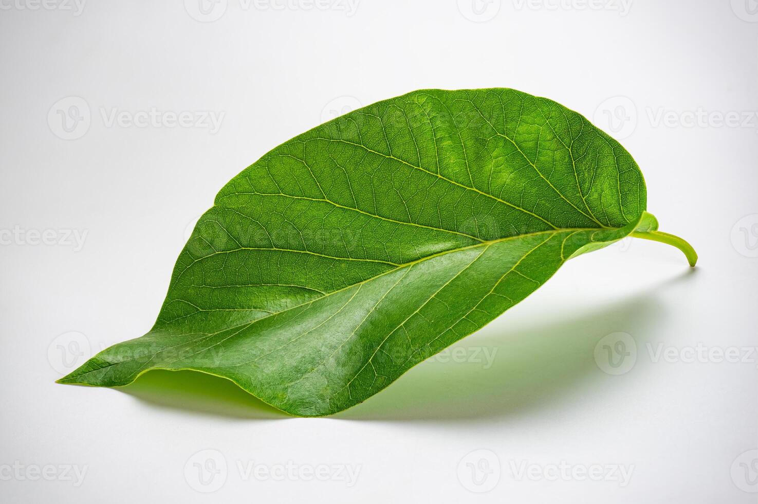 High angle view of fresh single green avocado leaf, Persea americana, isolated on white background with clipping path. photo