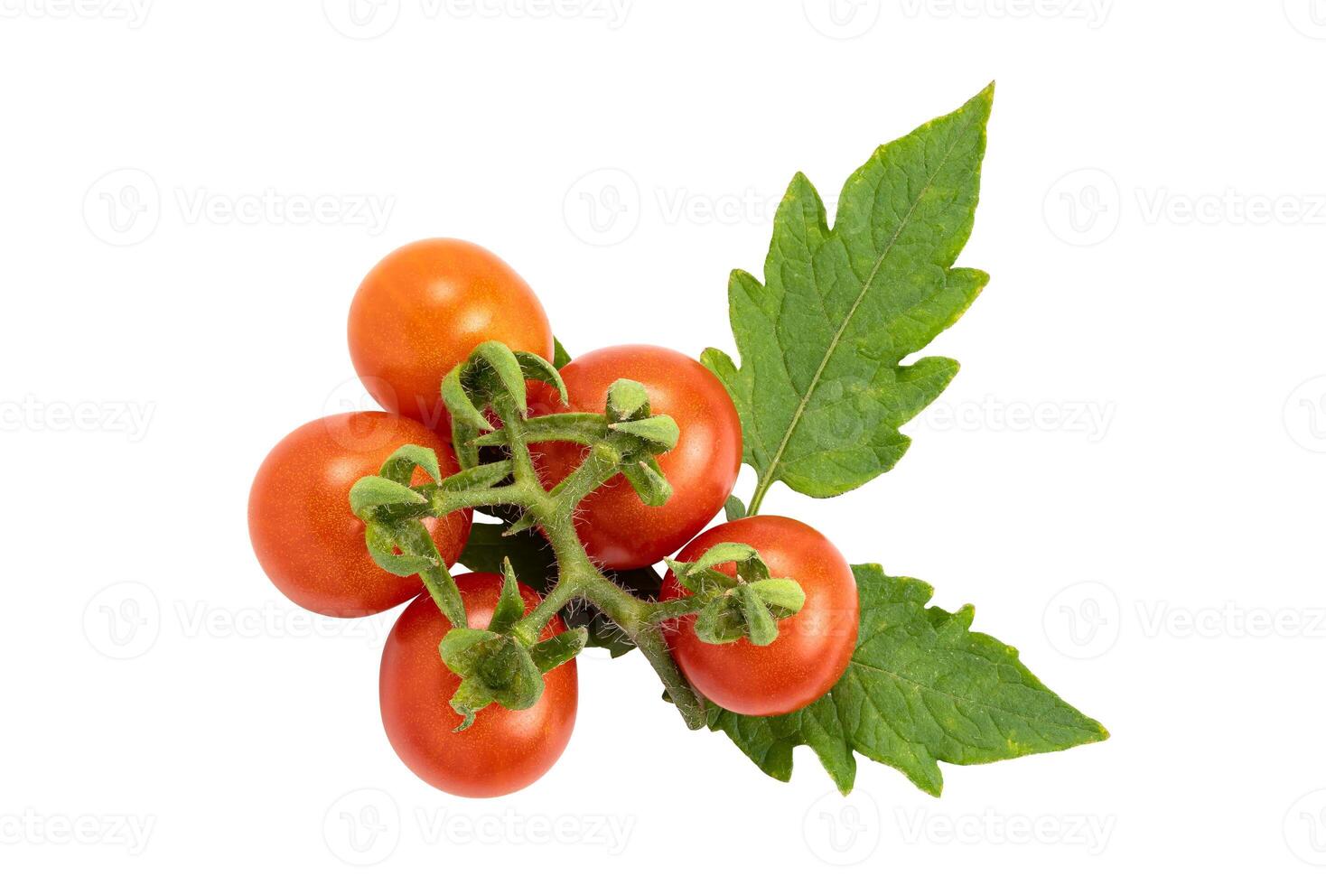 Top view group of ripe tomatoes with leaves on white background with clipping path. Freshly harvested red, ripe tomatoes. photo