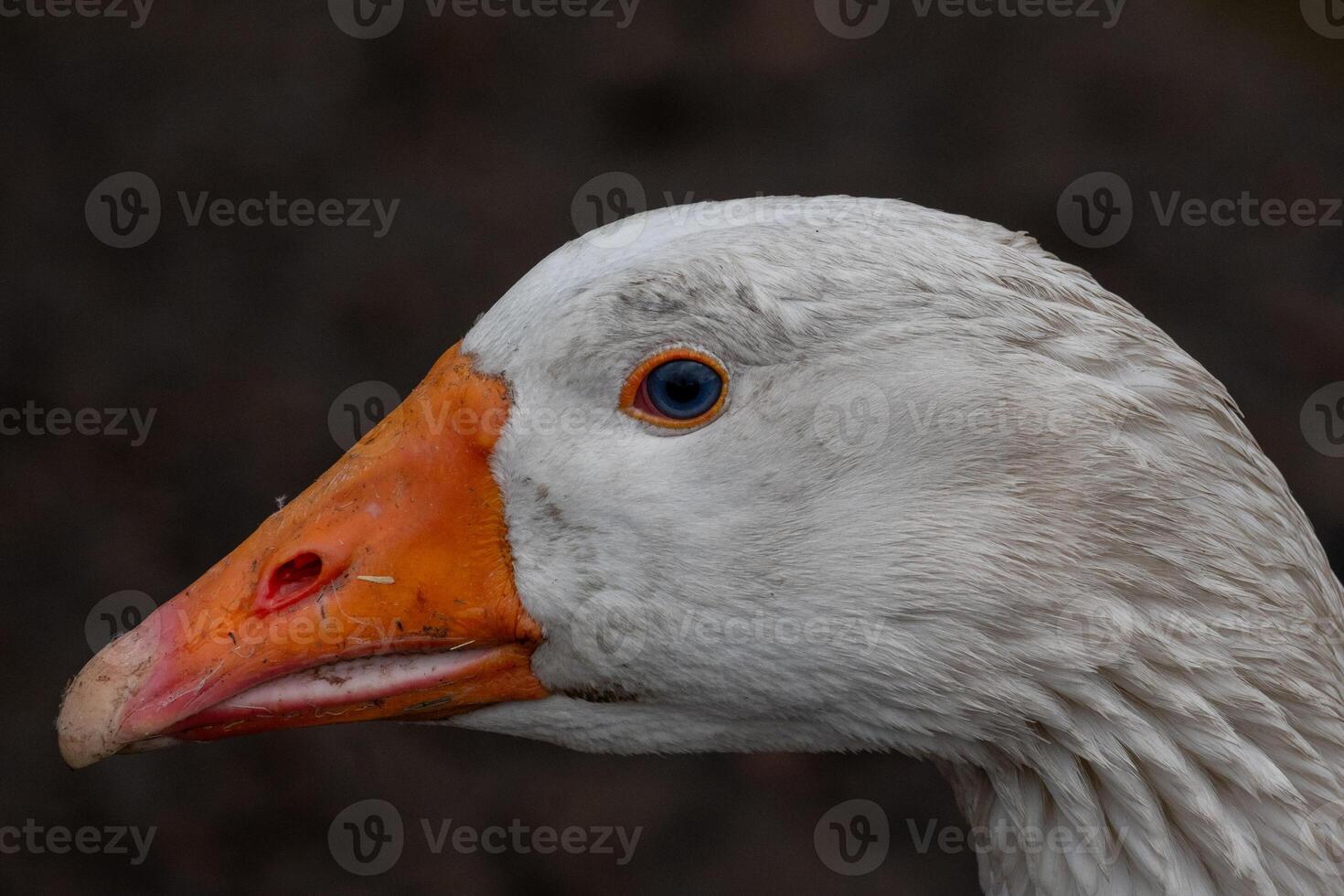 portrait of a white goose photo