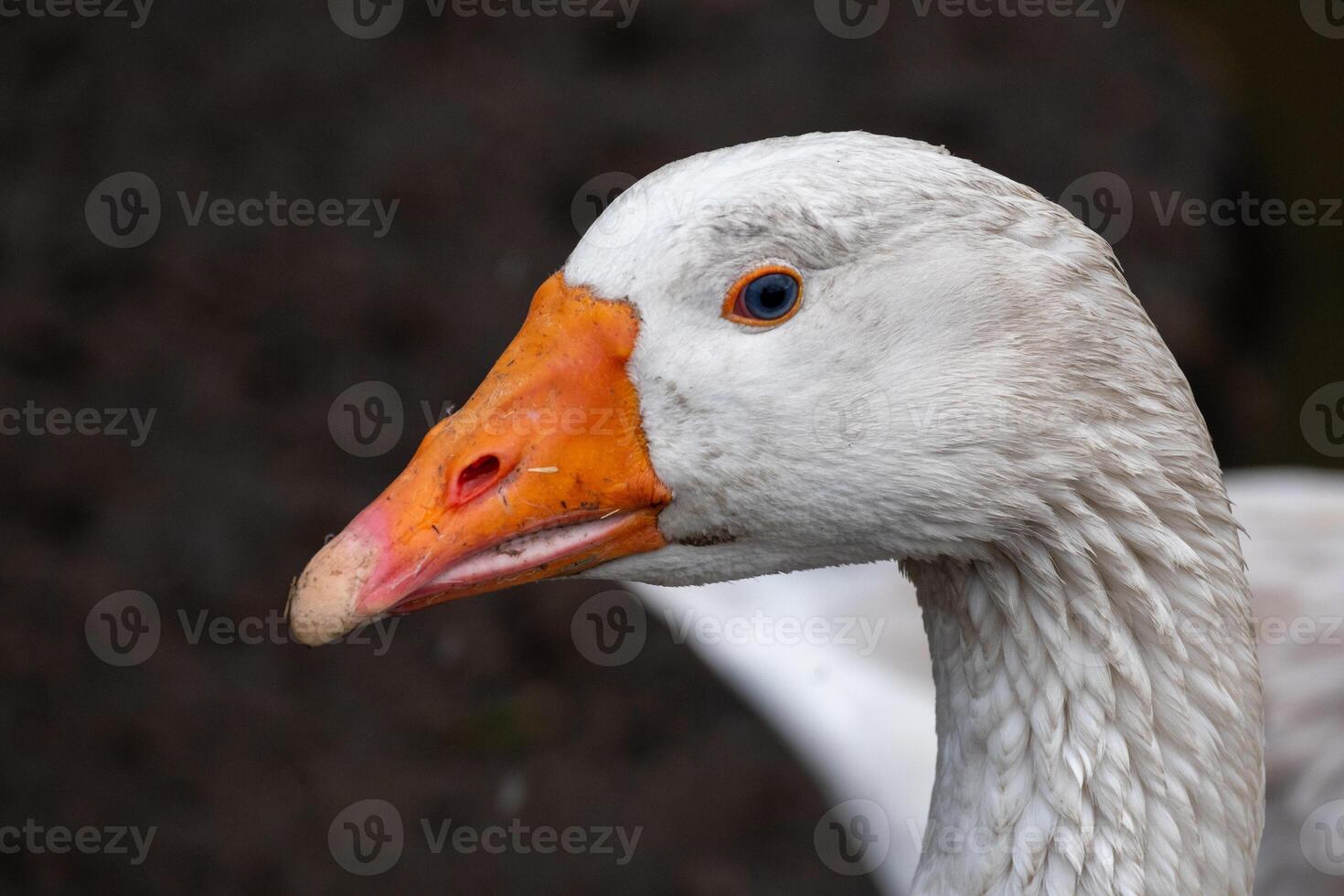 portrait of a white goose photo