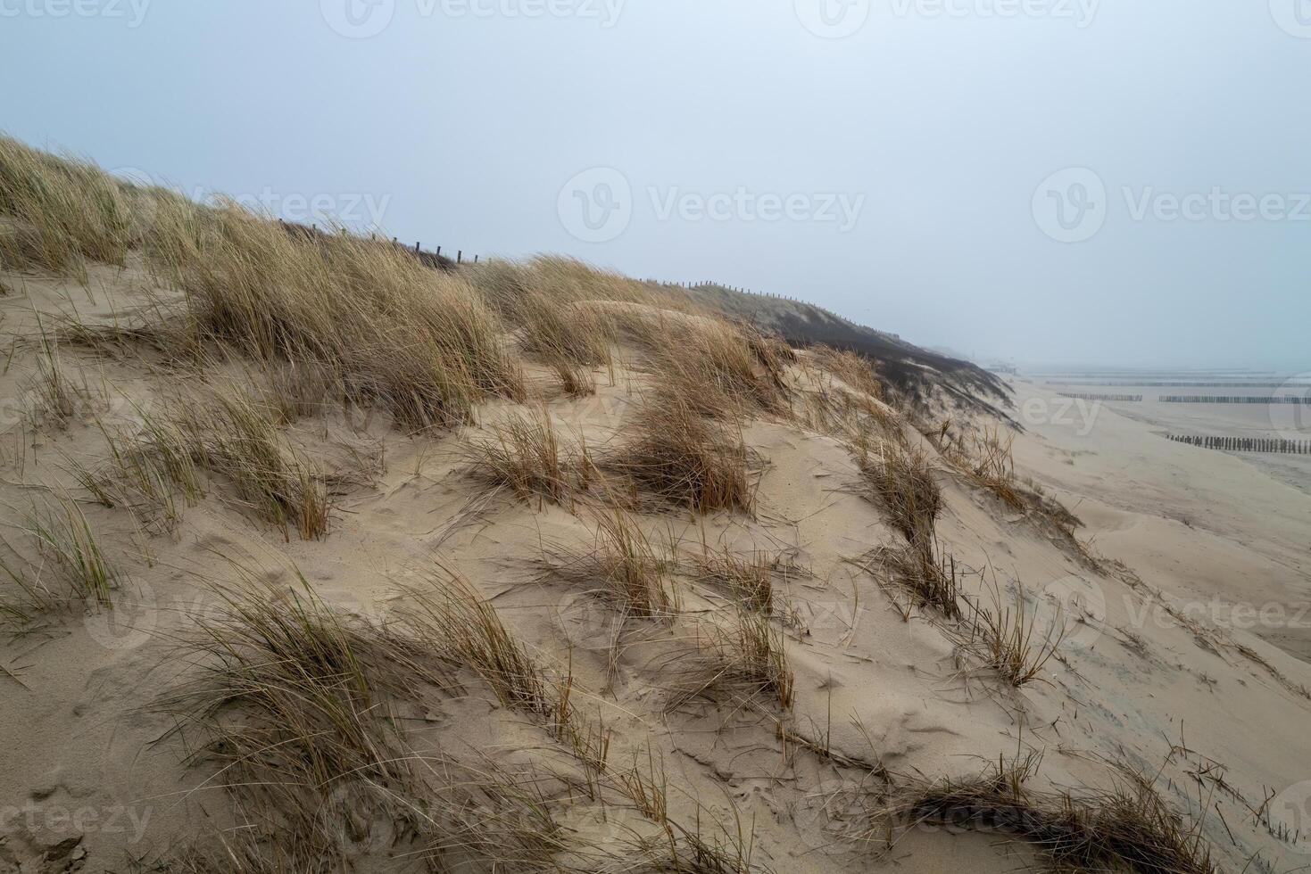 large dune overgrown with grass on the coast of zeeland in the netherlands photo