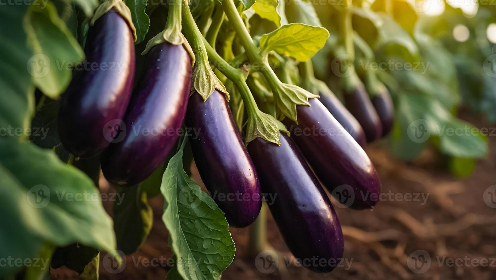 AI generated ripe eggplant the garden outdoors photo