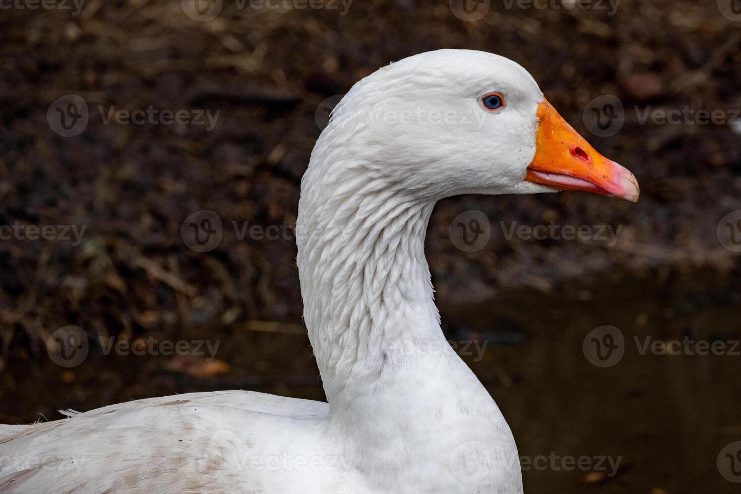 portrait of a white goose photo