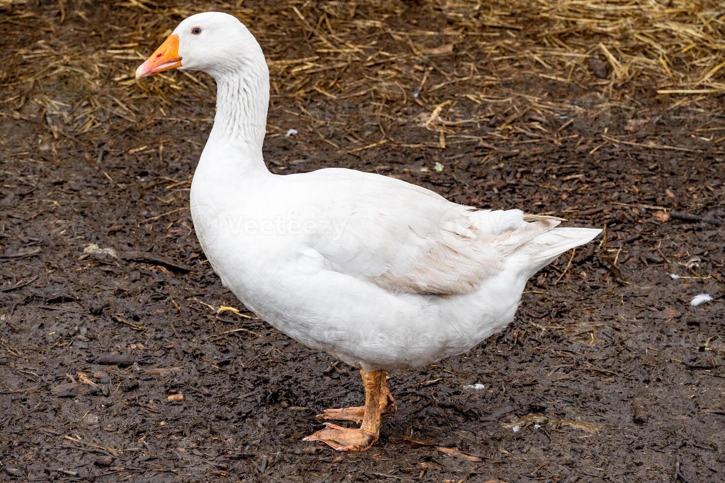 portrait of a white goose photo