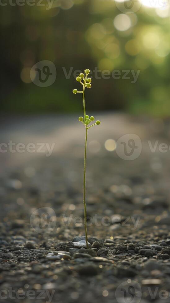 AI generated Single plant sprouting on a rocky path with soft sunlight photo