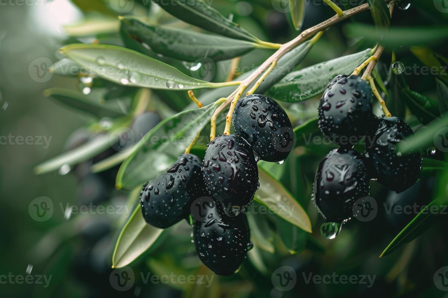 AI generated Ripe black olives on the tree with green leaves and water drops, close up view. photo