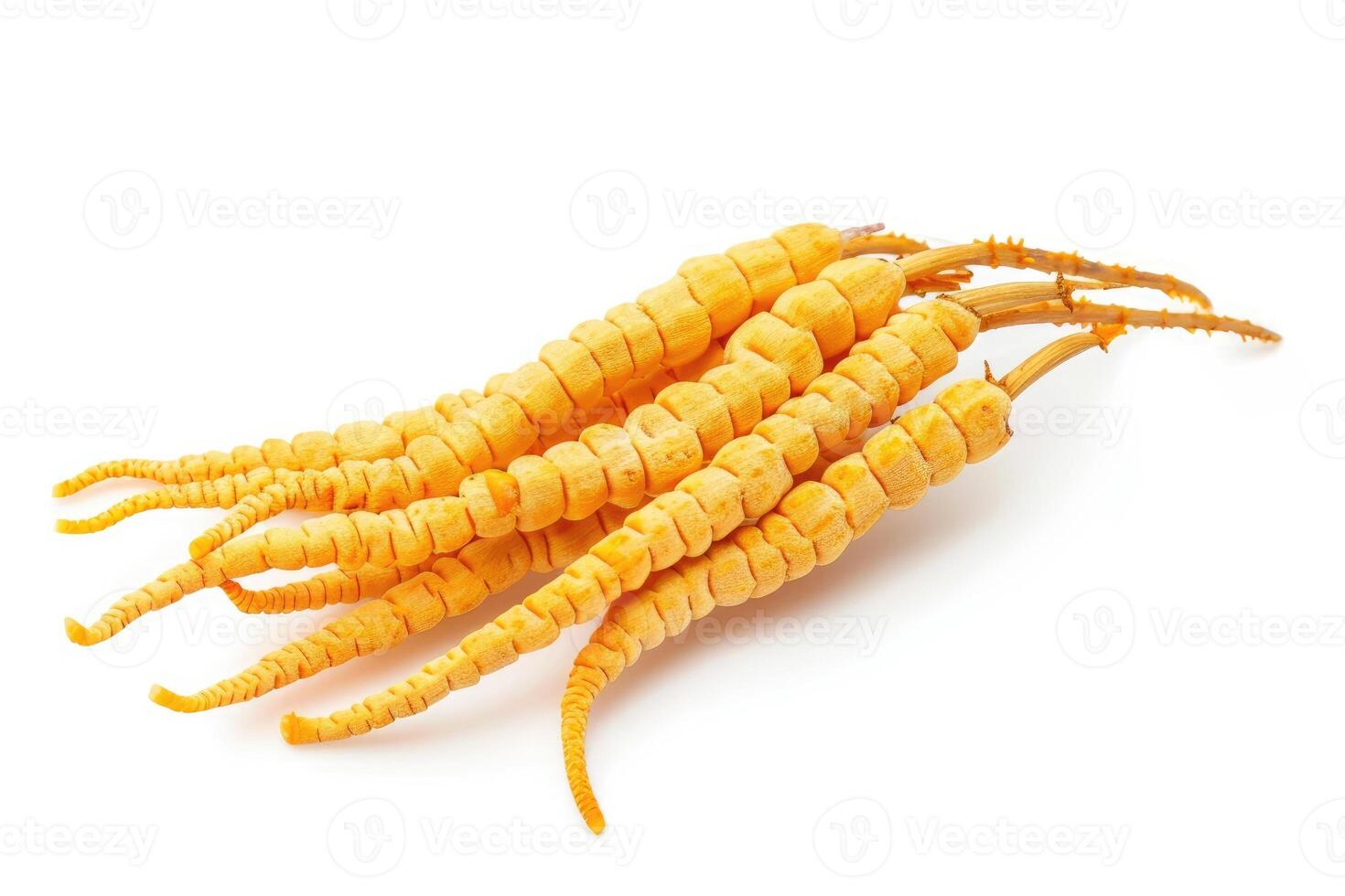 AI generated Ingredient used in Traditional Chinese Medicine on white background - Cordyceps sinensis photo