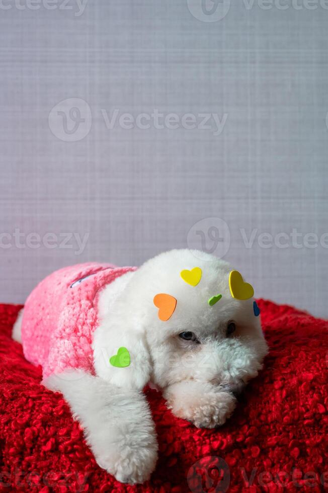 Adorable white poodle dog sitting on red bed with love shape stickers on his fur for Valentines day concept. photo