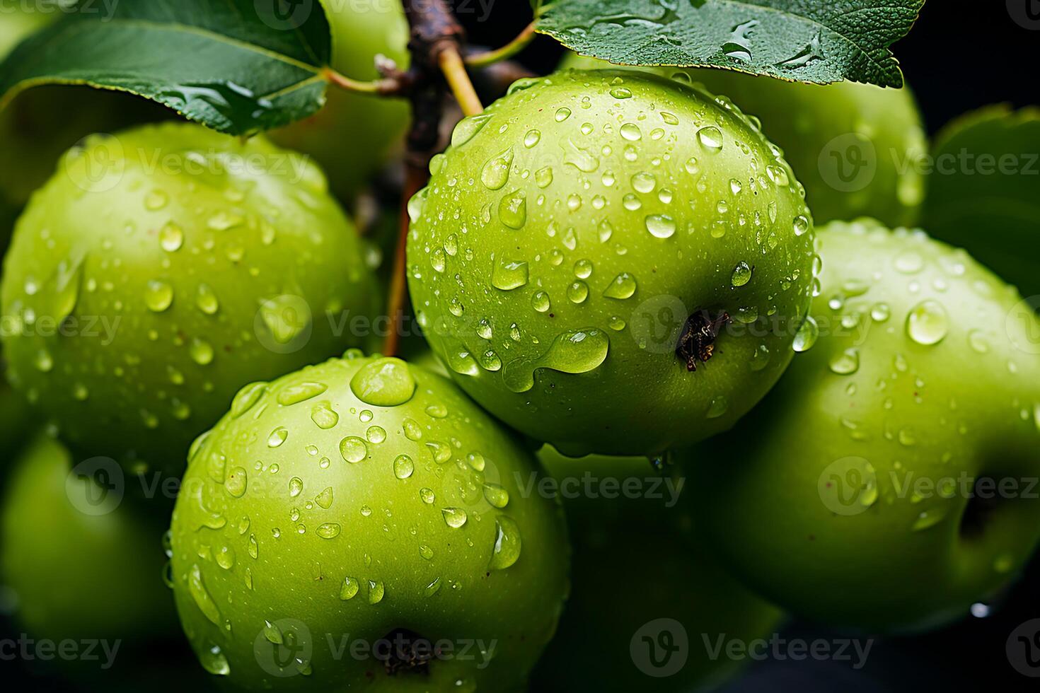 AI generated Fresh and wet green apples on the tree.Close up view in sunlight photo