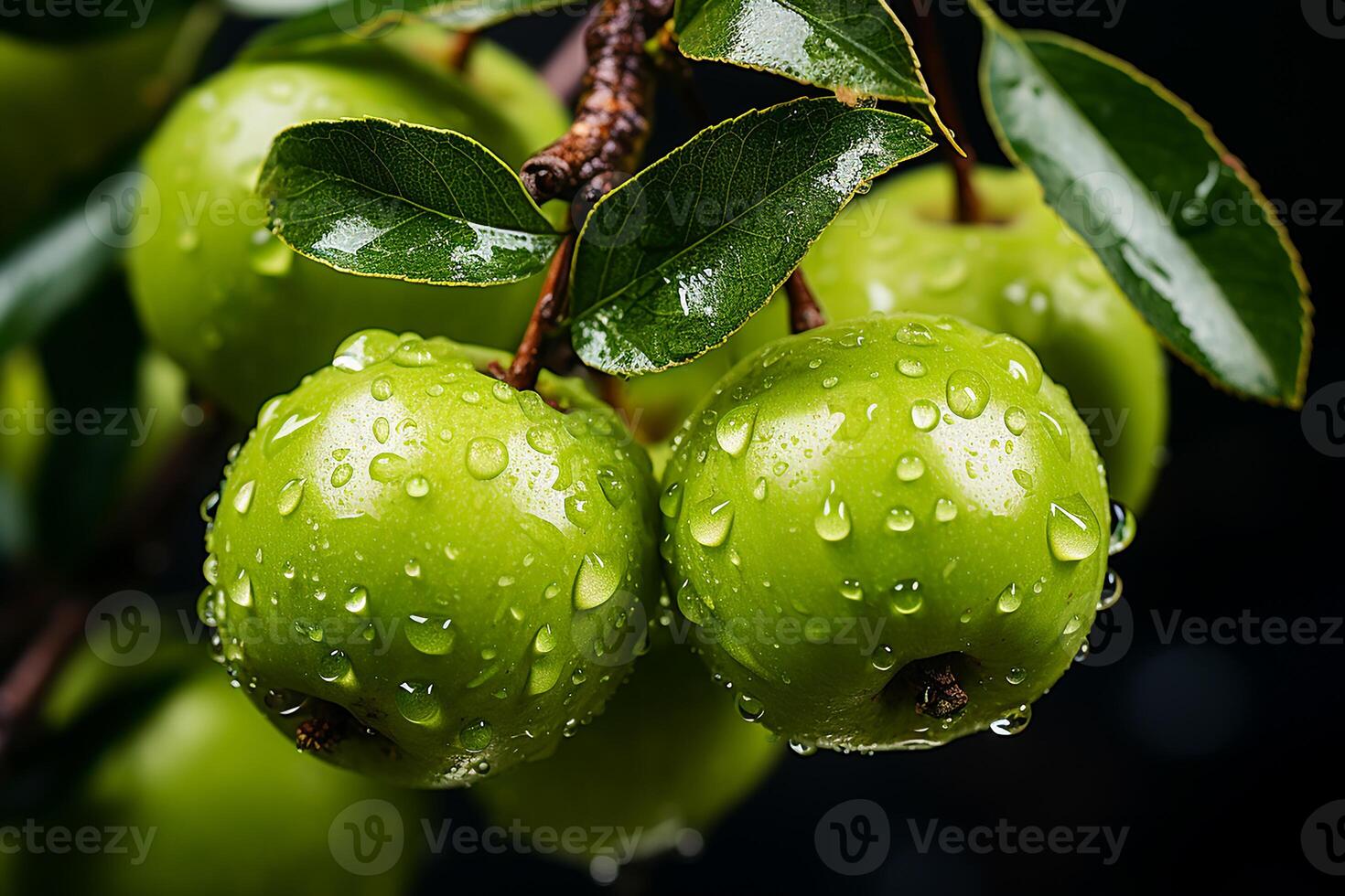 AI generated Fresh and wet green apples on the tree.Close up view in sunlight photo
