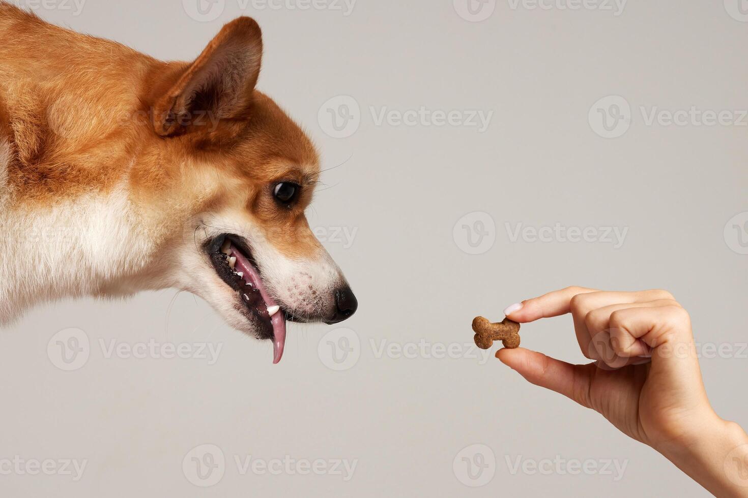 red Corgi dog looks at a hand with dry food in the shape of a bone photo