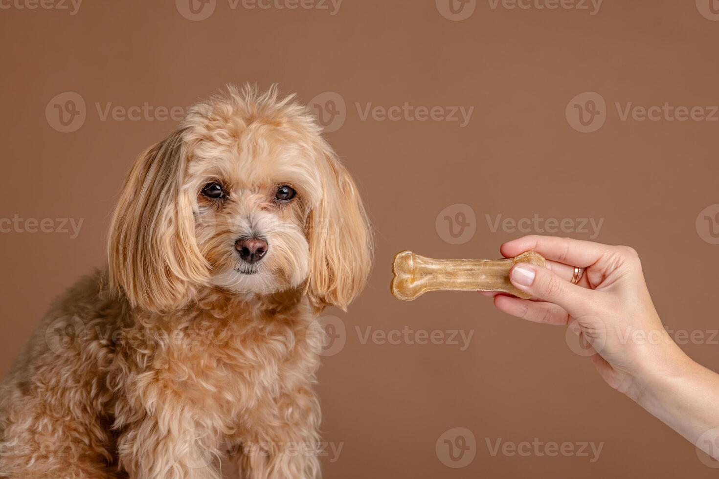 A girl feeds a Maltipoo puppy a bone. dog care, happy dogs concept photo