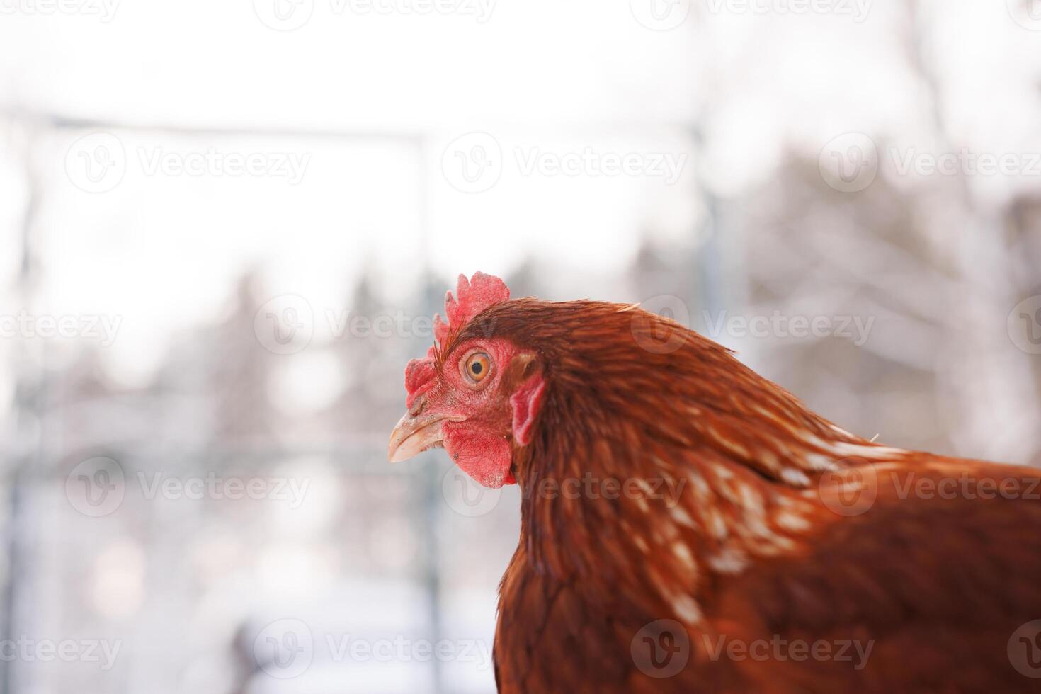 chicken close-up of an eco-poultry farm in winter, free-range chicken farm photo