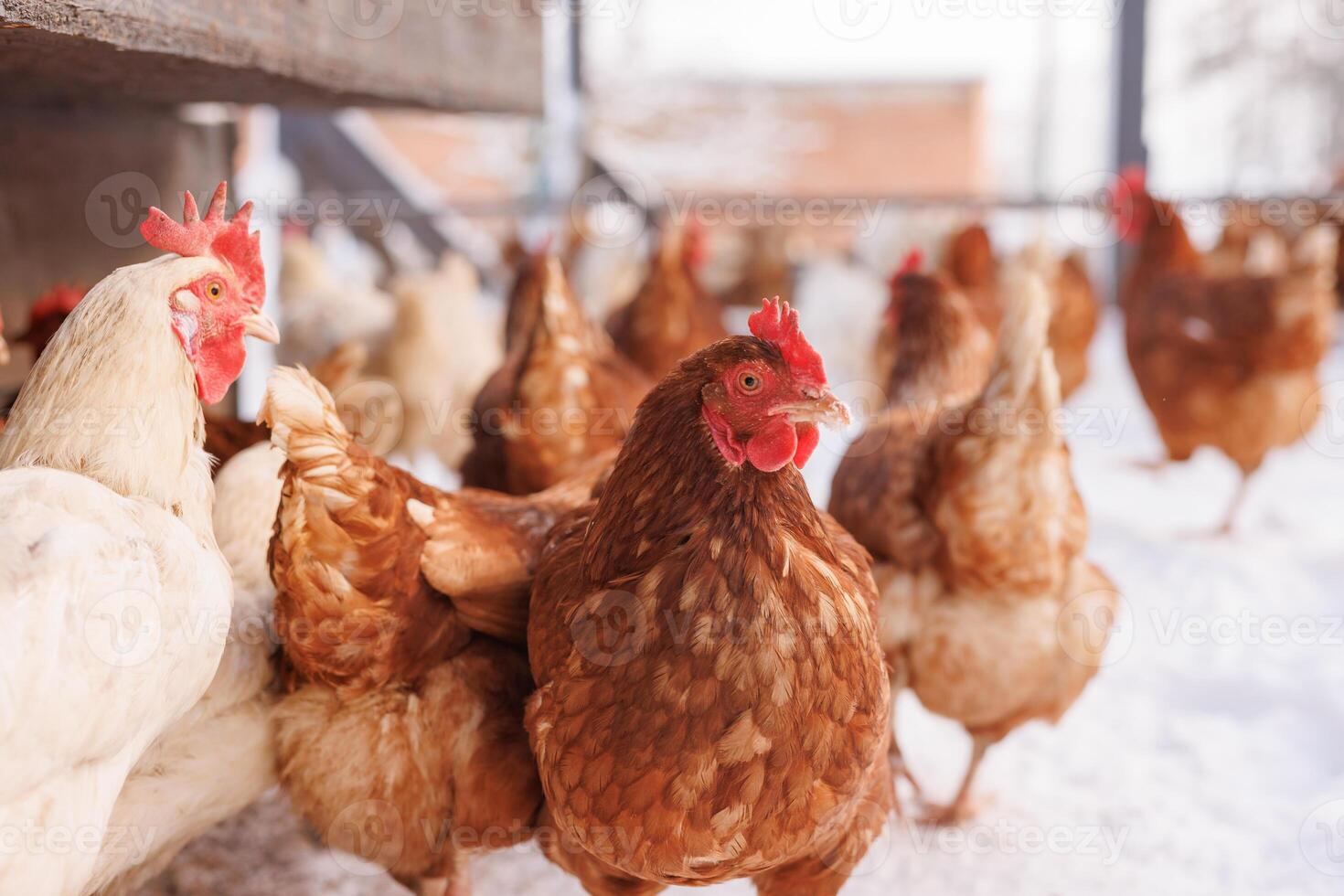 chicken walking on an eco-poultry farm in winter, free-range chicken farm photo