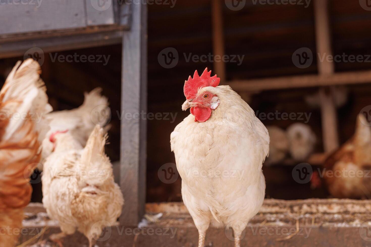 pollo de cerca de un aves de corral ecológicas granja en invierno, Rango libre pollo granja foto